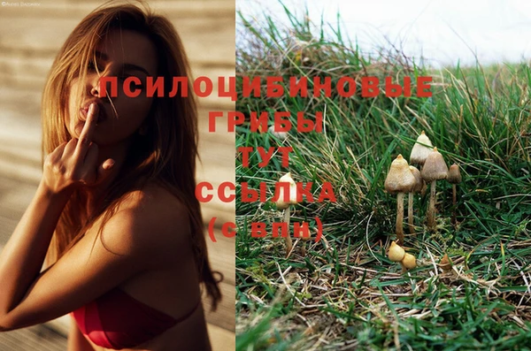 сатива Балахна